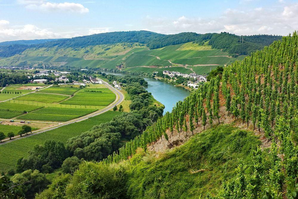 Moselle wine in Ürzig